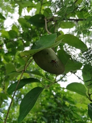 Oncopeltus spectabilis