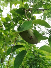 Oncopeltus spectabilis