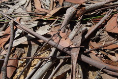 Austroargiolestes isabellae