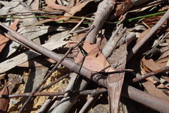 Austroargiolestes isabellae