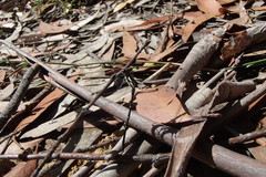 Austroargiolestes isabellae