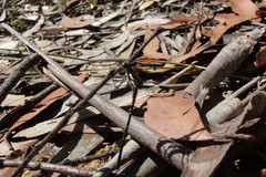 Austroargiolestes isabellae