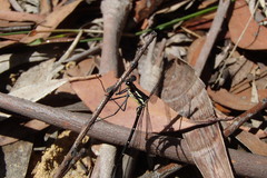 Austroargiolestes isabellae