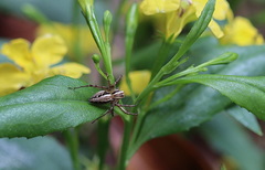 Oxyopes elegans