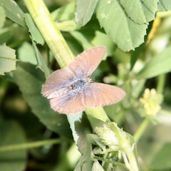 Zizina otis labradus