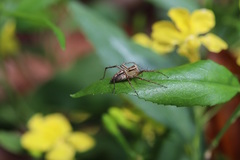 Oxyopes elegans