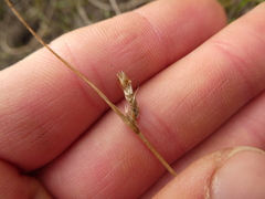 Carex unilateralis