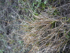 Carex unilateralis