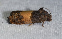 Epiblema tripartitana