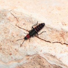Carphurus angustatus