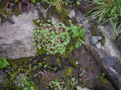 Potentilla purpurea