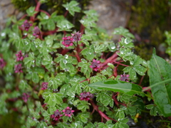 Potentilla purpurea