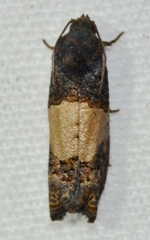 Epiblema tripartitana