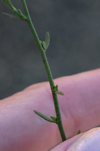 Image of Crocanthemum aldersonii by (c) Madeleine Claire, some rights reserved (CC BY)