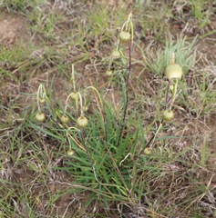 Podolepis linearifolia