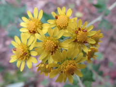 Chrysanthemum lavandulifolium