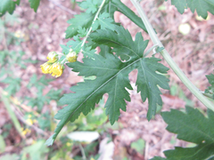 Chrysanthemum lavandulifolium