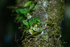 Gastrochilus formosanus