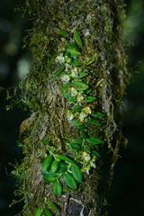 Gastrochilus formosanus