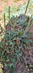 Plantago cunninghamii