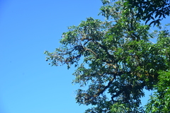 Lithocarpus lepidocarpus
