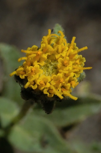 Image of Geraea viscida by (c) Madeleine Claire, some rights reserved (CC BY)