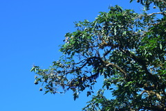 Lithocarpus lepidocarpus