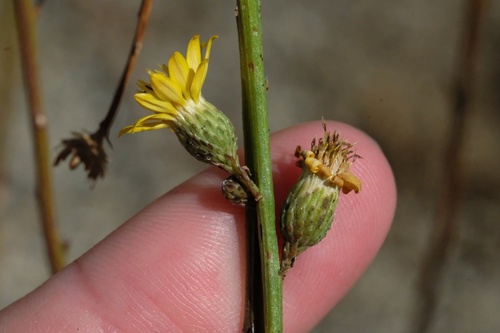 Image of Xanthisma junceum by (c) Madeleine Claire, some rights reserved (CC BY)