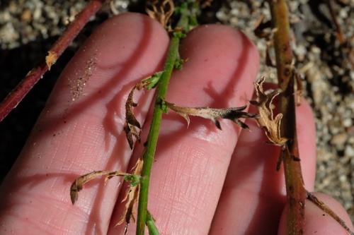 Image of Xanthisma junceum by (c) Madeleine Claire, some rights reserved (CC BY)