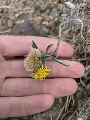 Heterotheca vespertina