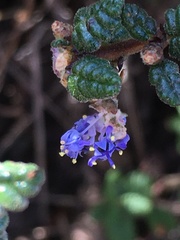 Ceanothus impressus