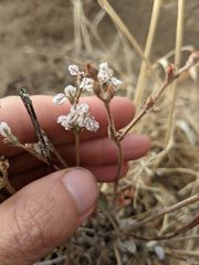 Eriogonum niveum