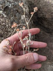Eriogonum niveum