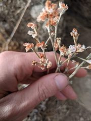 Eriogonum niveum