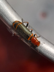Lemidia quadricolor