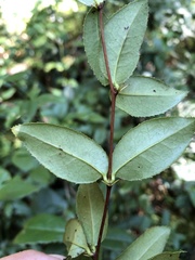 Berberis schaaliae