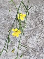 Goodenia pulchella