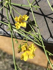 Goodenia pulchella