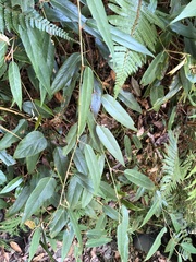 Rubus liui