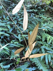 Rubus liui