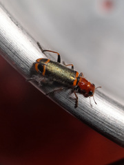 Lemidia quadricolor