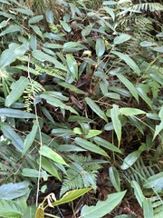 Rubus liui
