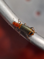 Lemidia quadricolor