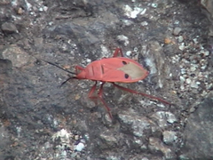 Probergrothius nigricornis