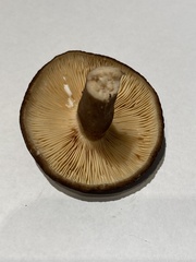 Lactarius fallax