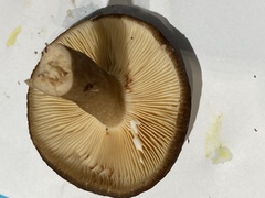 Lactarius fallax