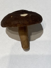 Lactarius fallax