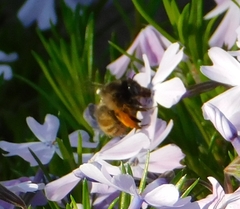 Anthophora villosula