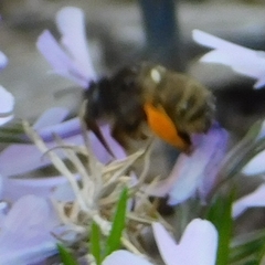 Anthophora villosula