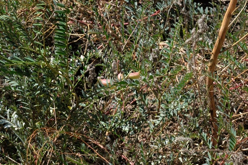 Image of Astragalus oocarpus by (c) Madeleine Claire, some rights reserved (CC BY)